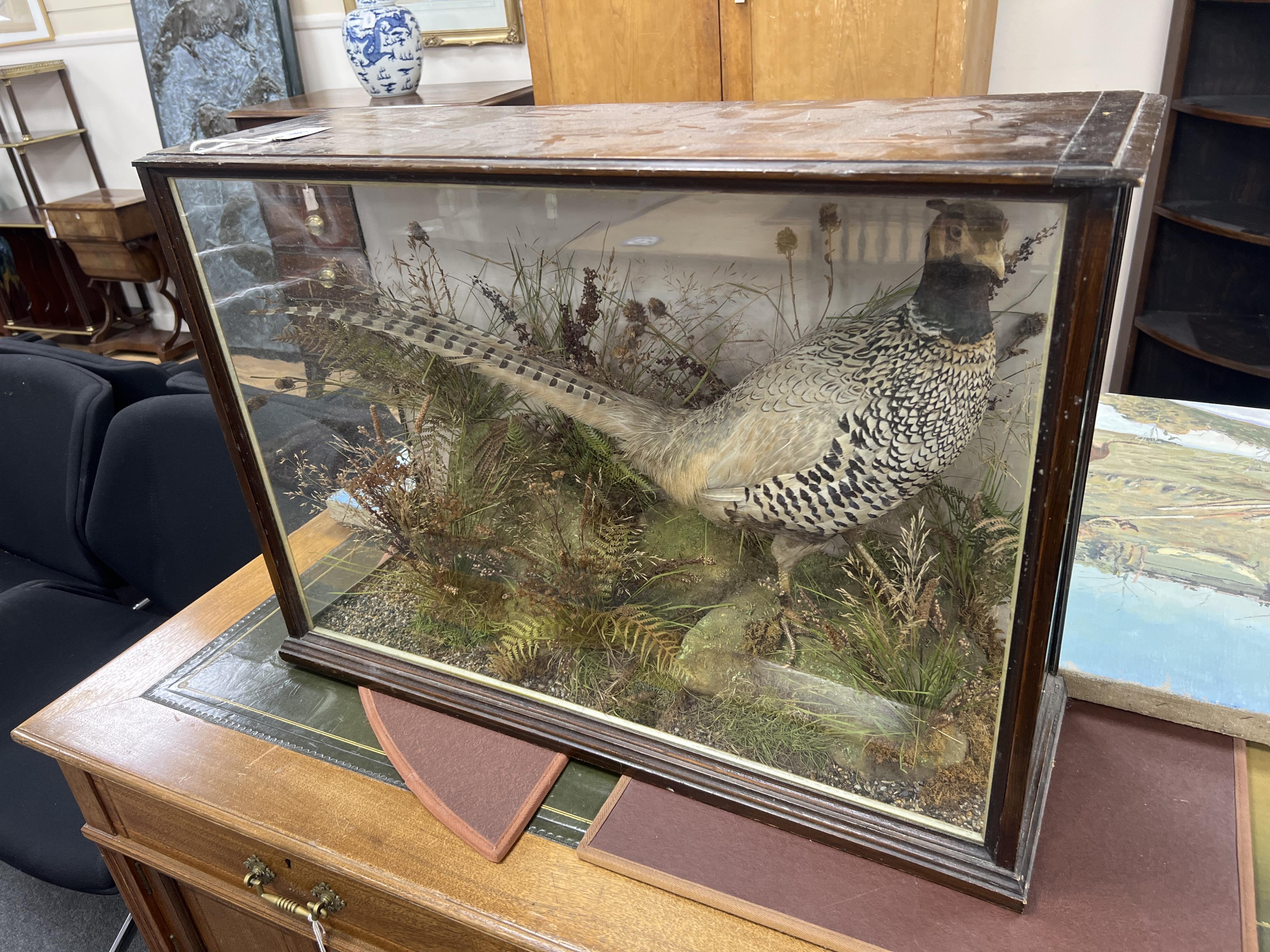 A cased taxidermy cock-pheasant